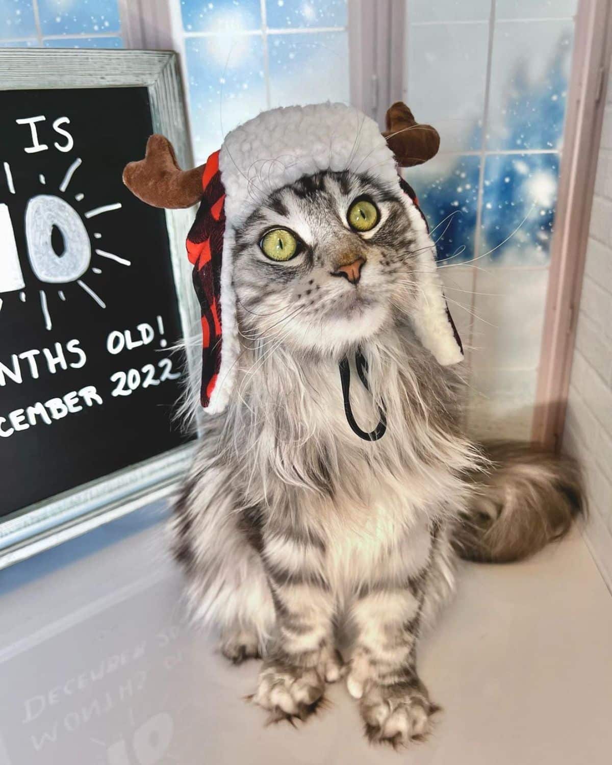 An adorable gray maine coon with extra toes wearing a reindeer hat sitting on a floor.