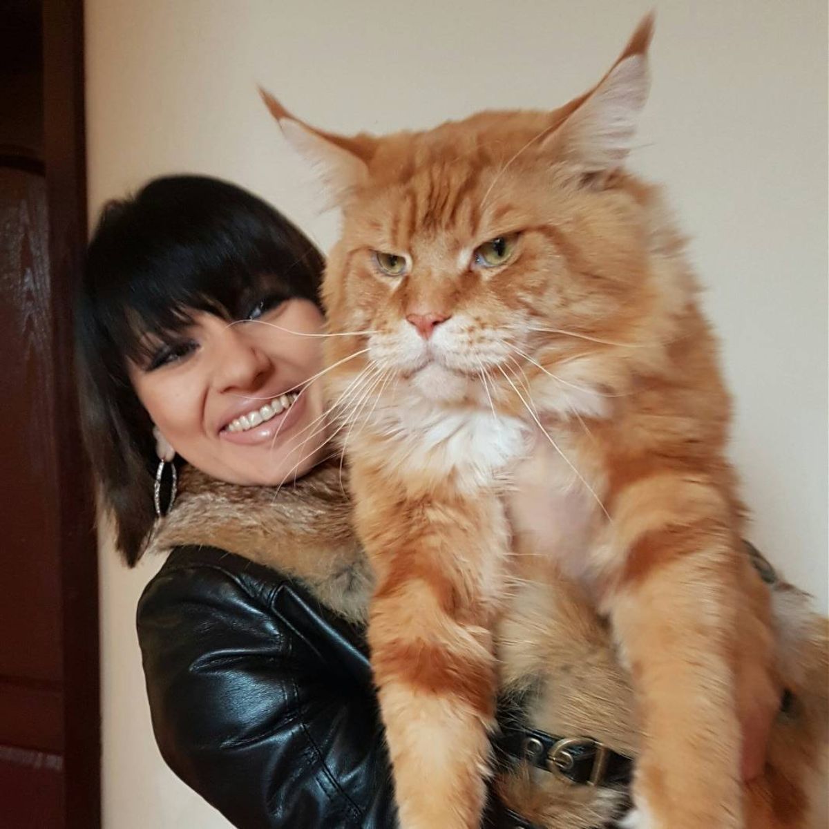 A woman holding a big ginger maine coon.