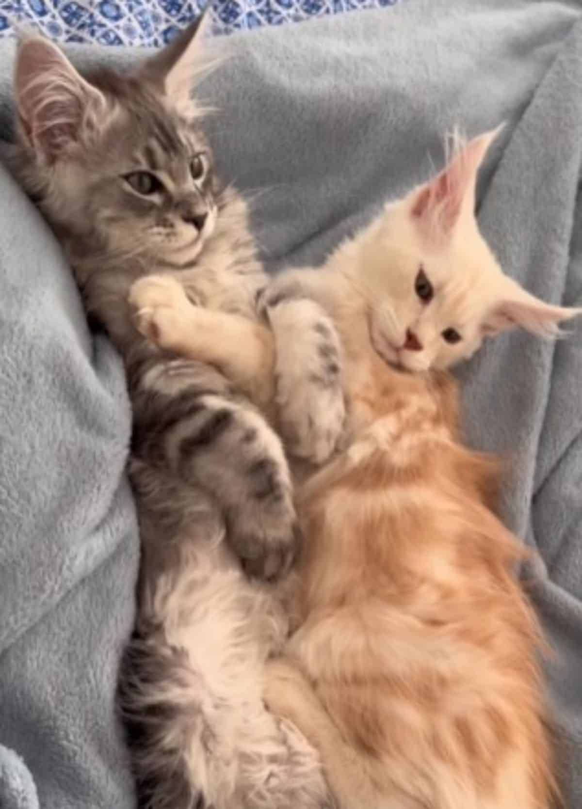 Two maine coon kittens lying on a gray blanket.