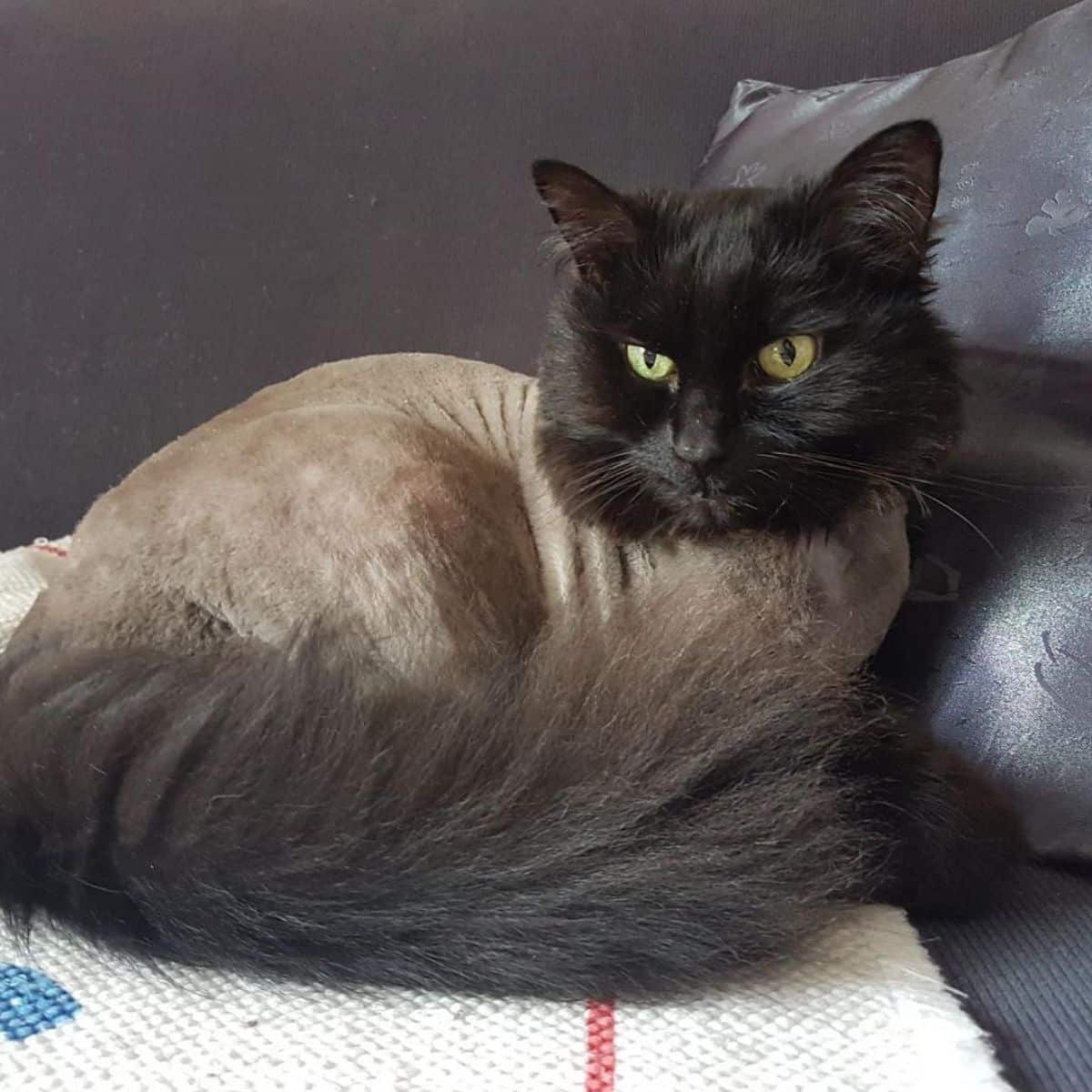 A black maine coon with a lion cut lying on a sofa.