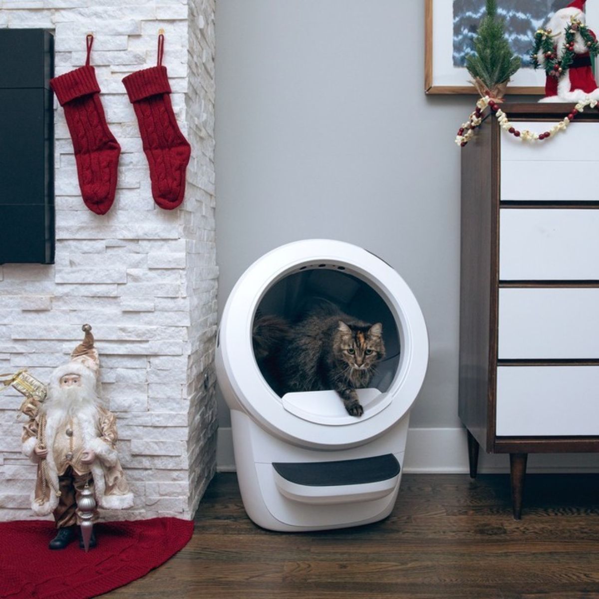 A tabby maine coon using a litter robot.