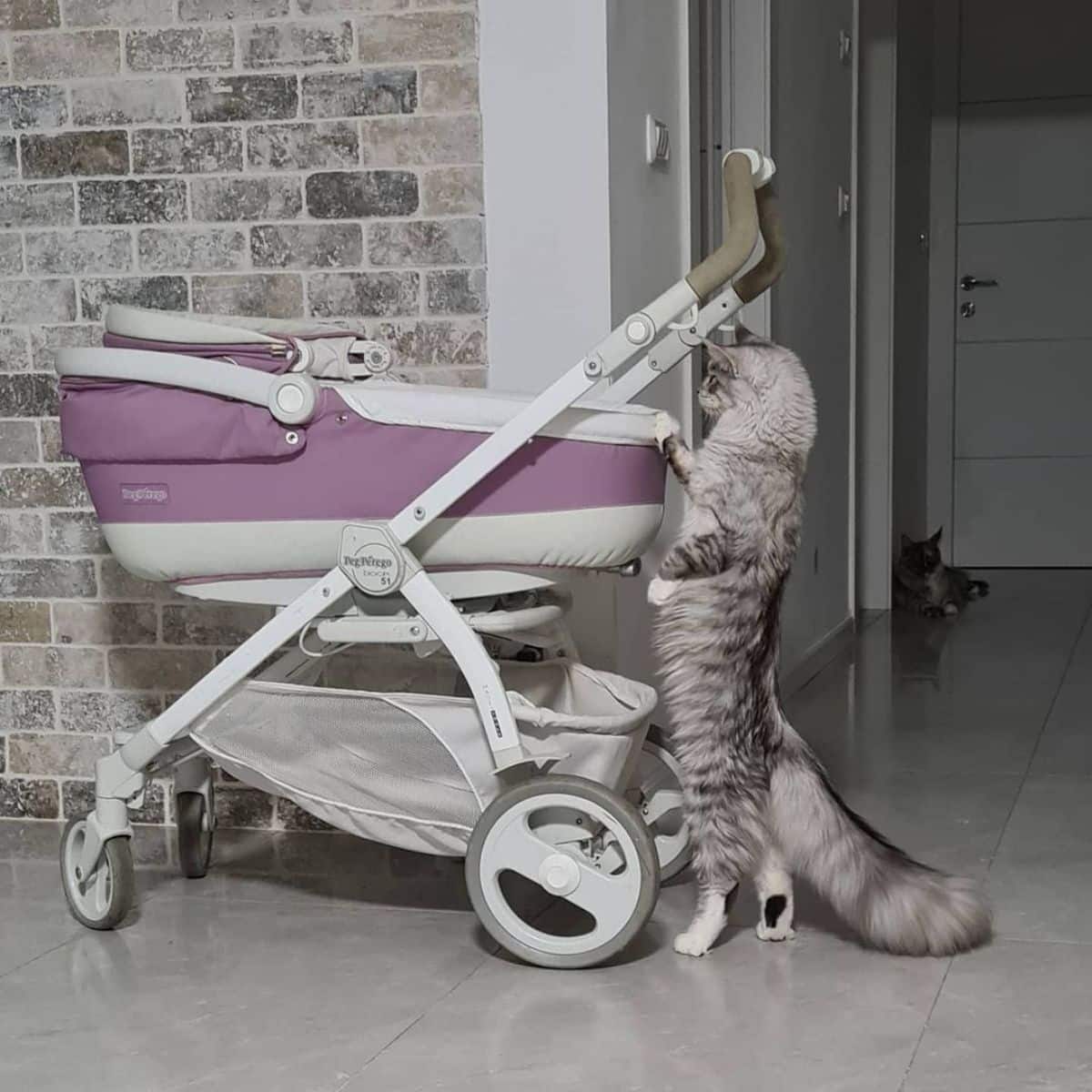 A big tall silver maine coon looking for a baby in a stroller.