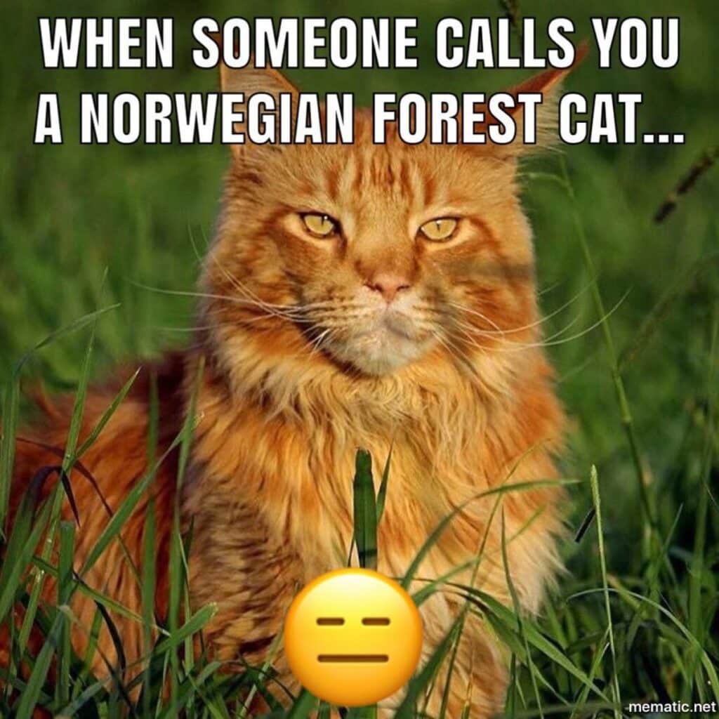 21 Funny Maine Coon Memes To Make You Laugh - MaineCoon.org