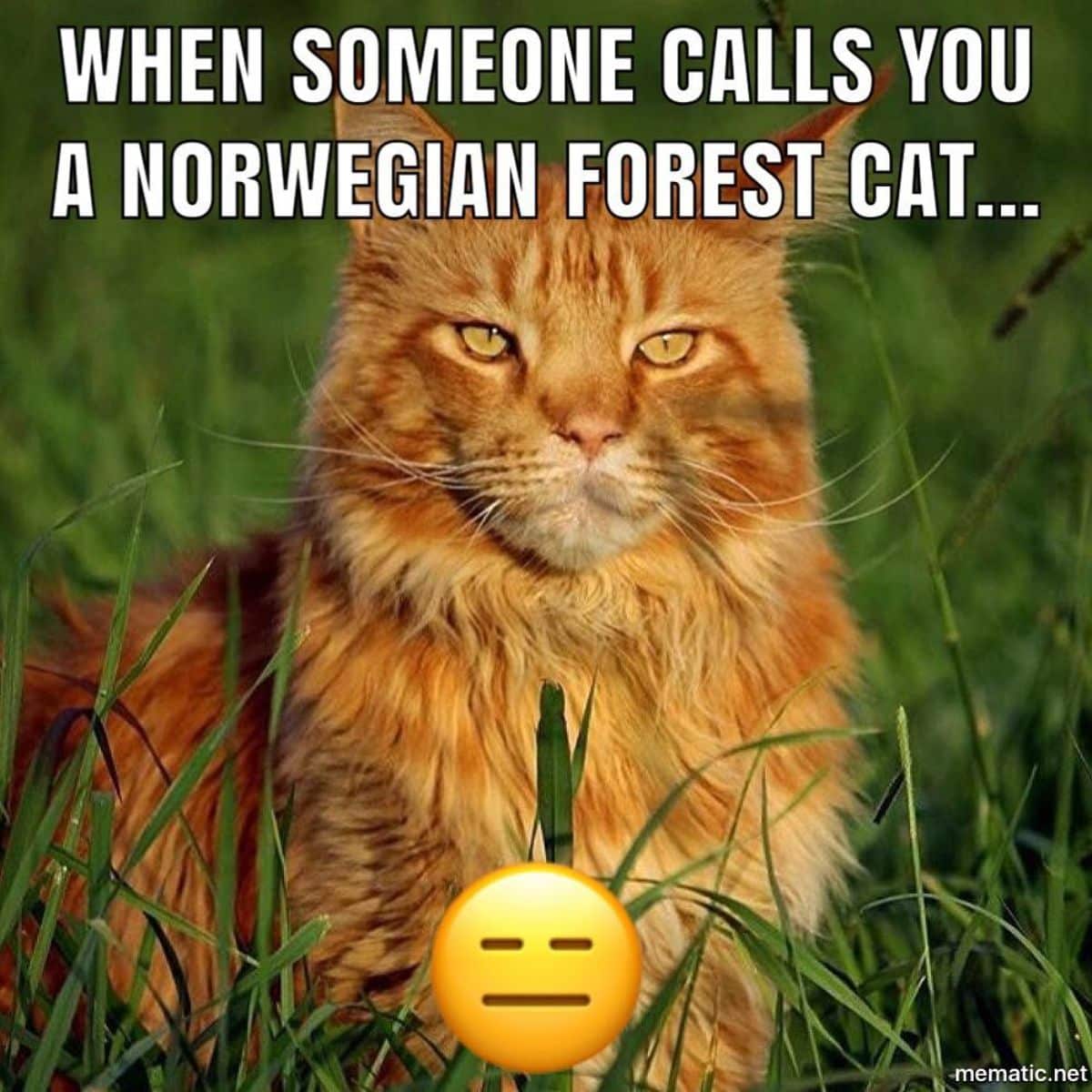 A maine coon meme.