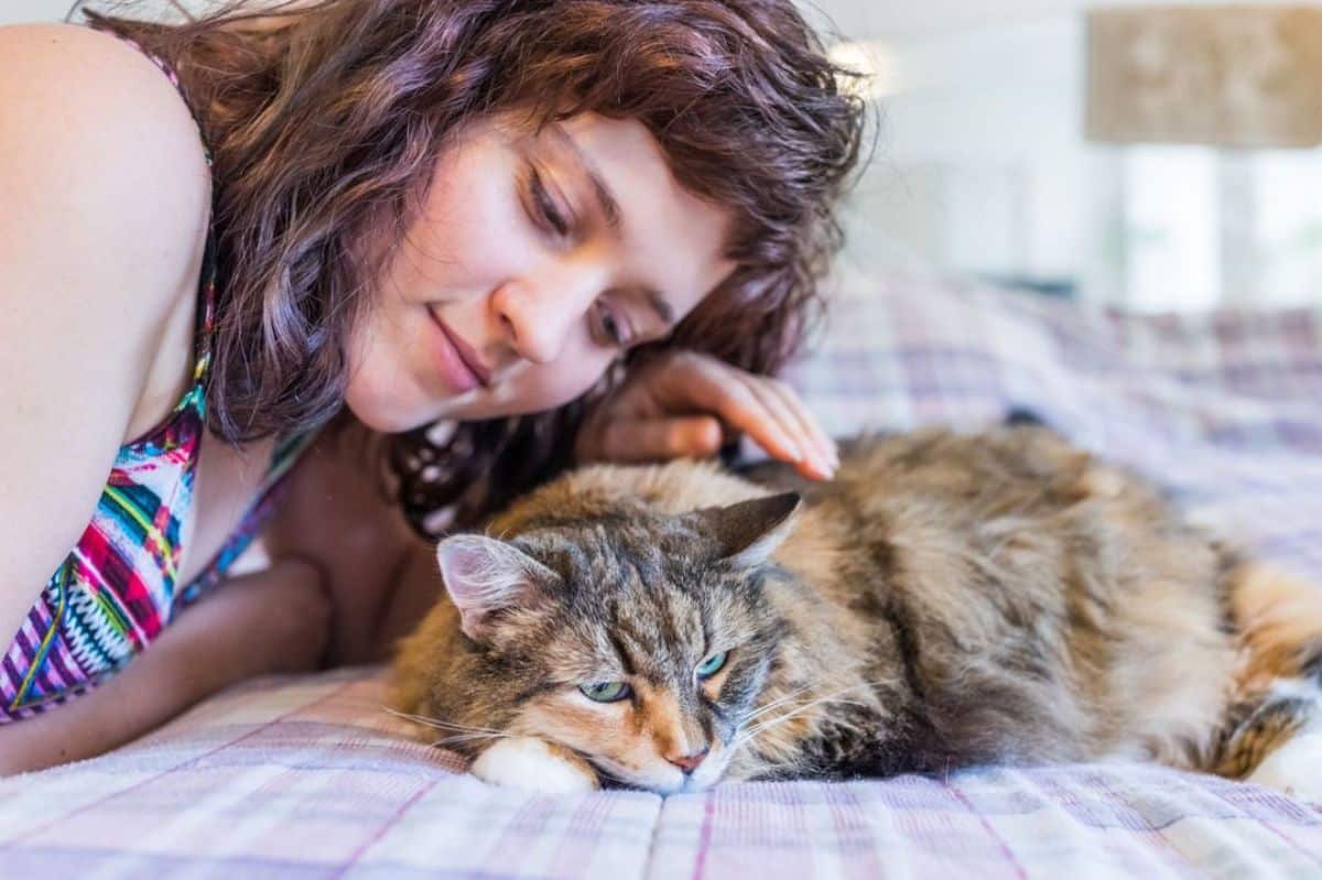 A young woman petting her adorable maine coon lying on a bed.