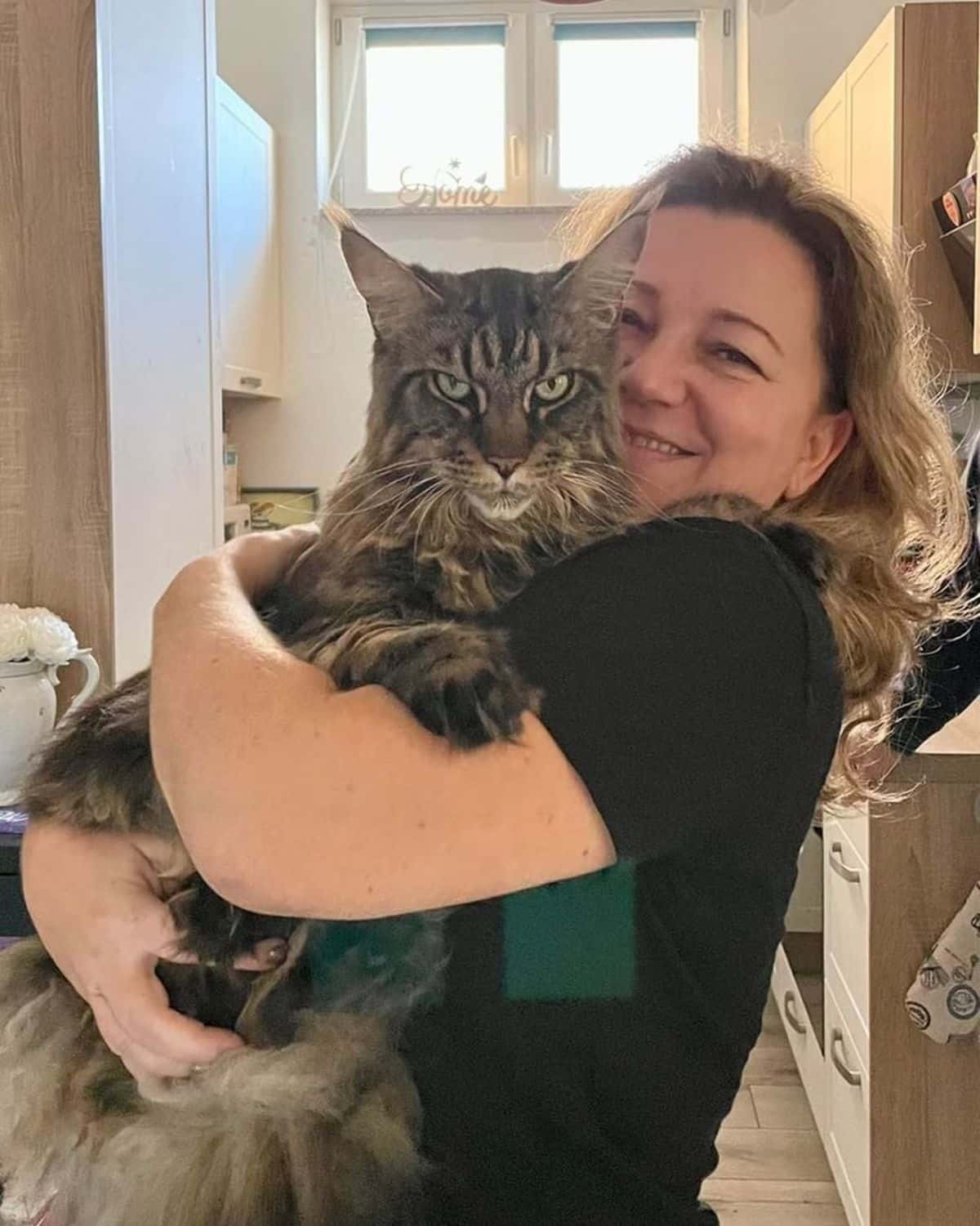 A woman holding a big beautiful tabby maine coon.