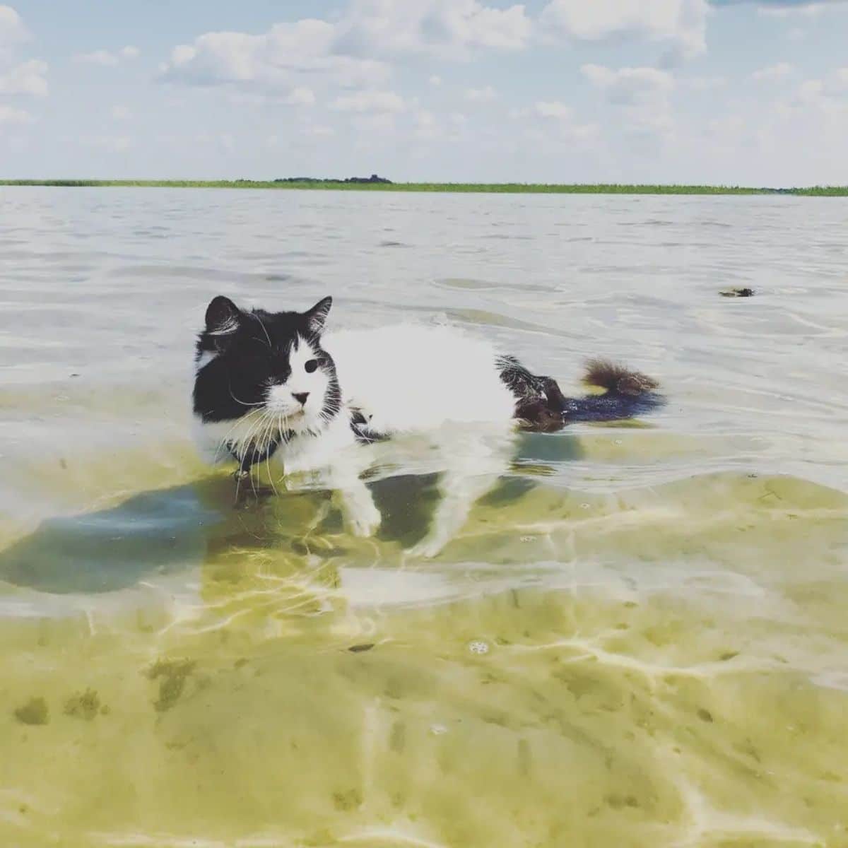 A white-black maine coon swimming in shallow water.