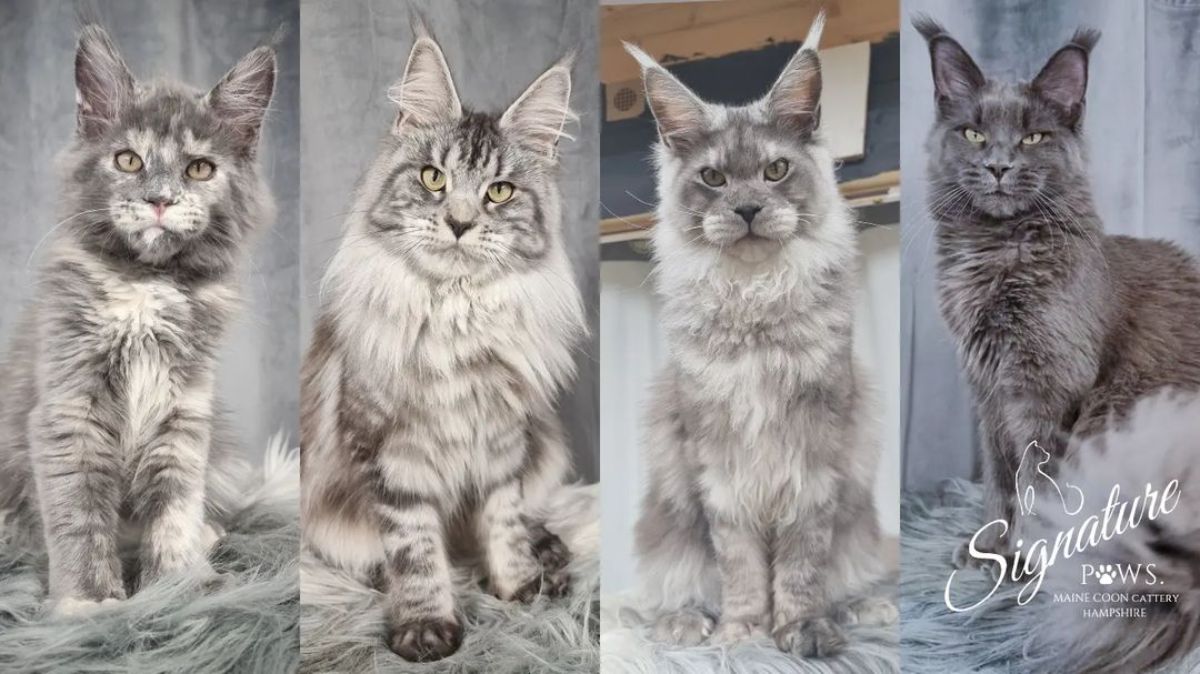 Four images of a fluffy gray maine coon while growing up.