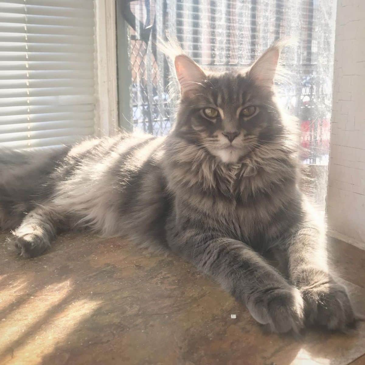 A beautiful tabby maine coon lying on a floor in the sunshine.