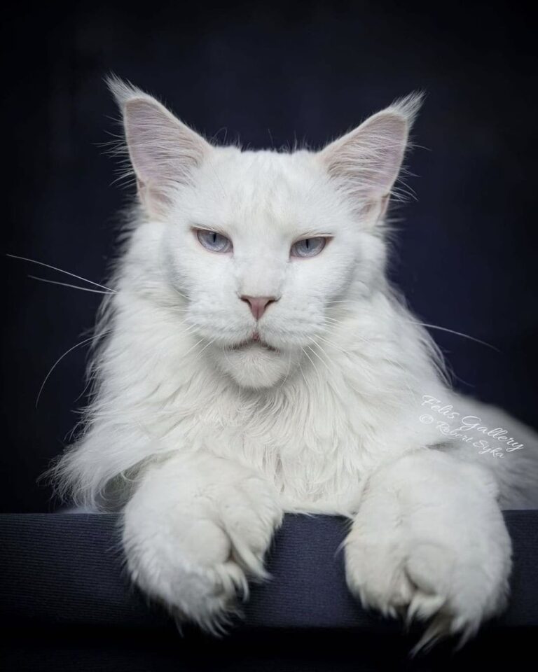 11 Majestic Maine Coons That Are Fully Grown - MaineCoon.org