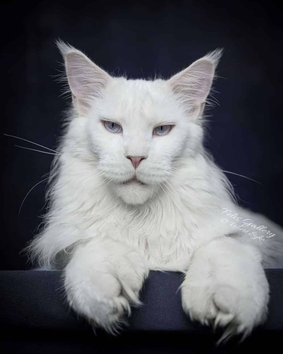 A beauitful white maine coon on a graybackground.