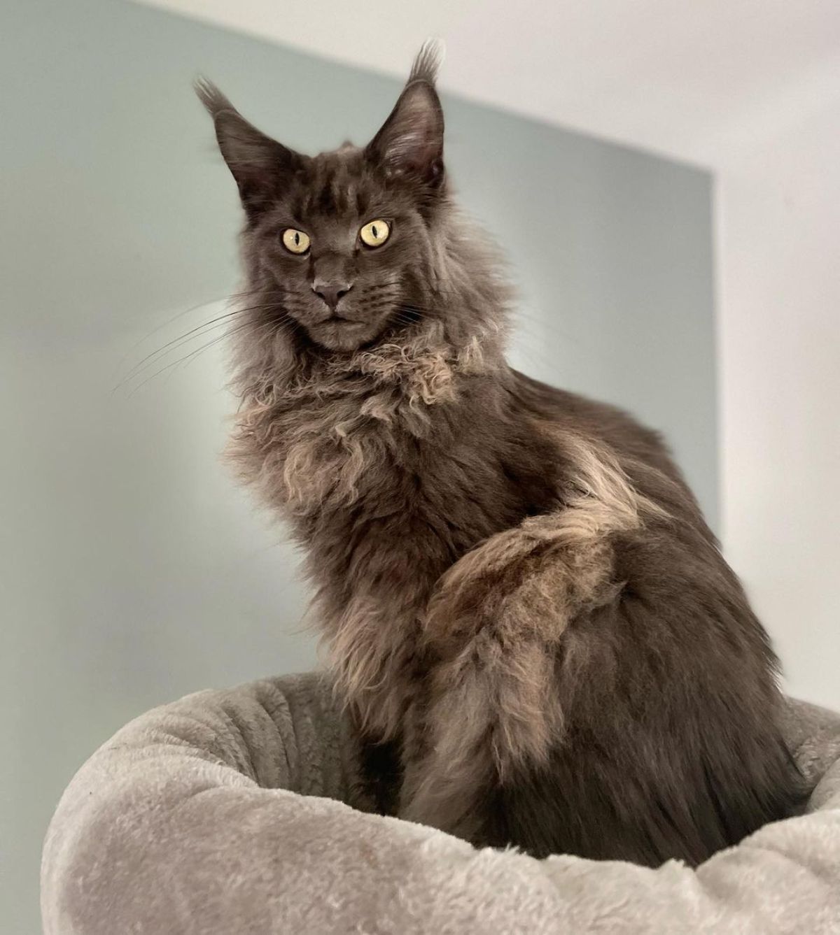 A fluffy gray maine coon with yellow eyes sitting in a cat bed.