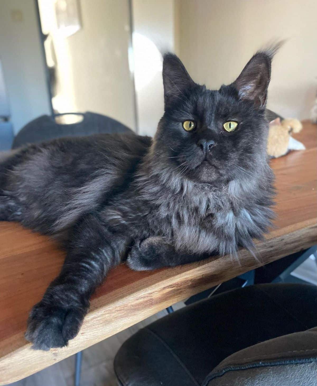 A beautiful black maine coon lying on a wooden table.