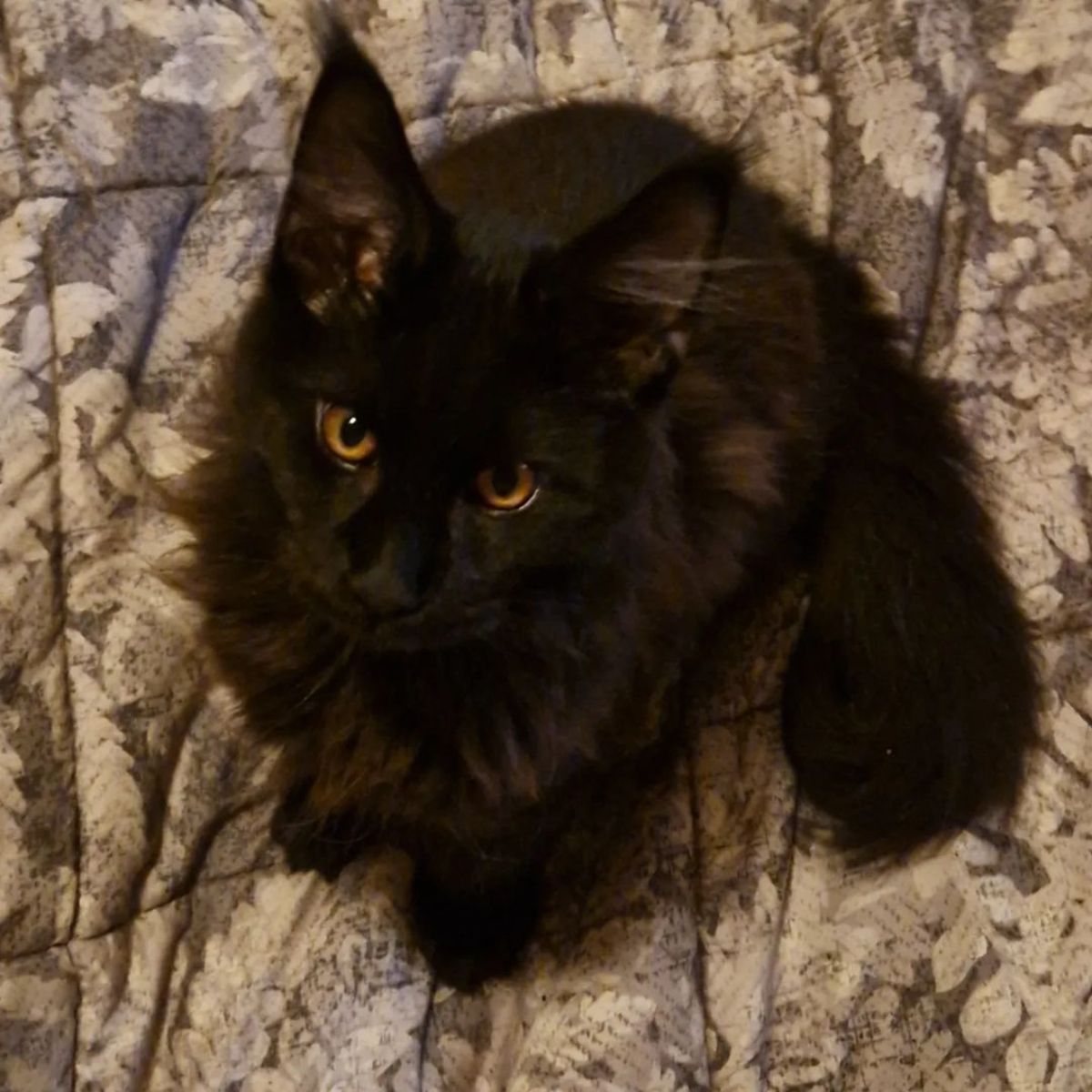 An adorable black maine coon kitten sitting on a couch.