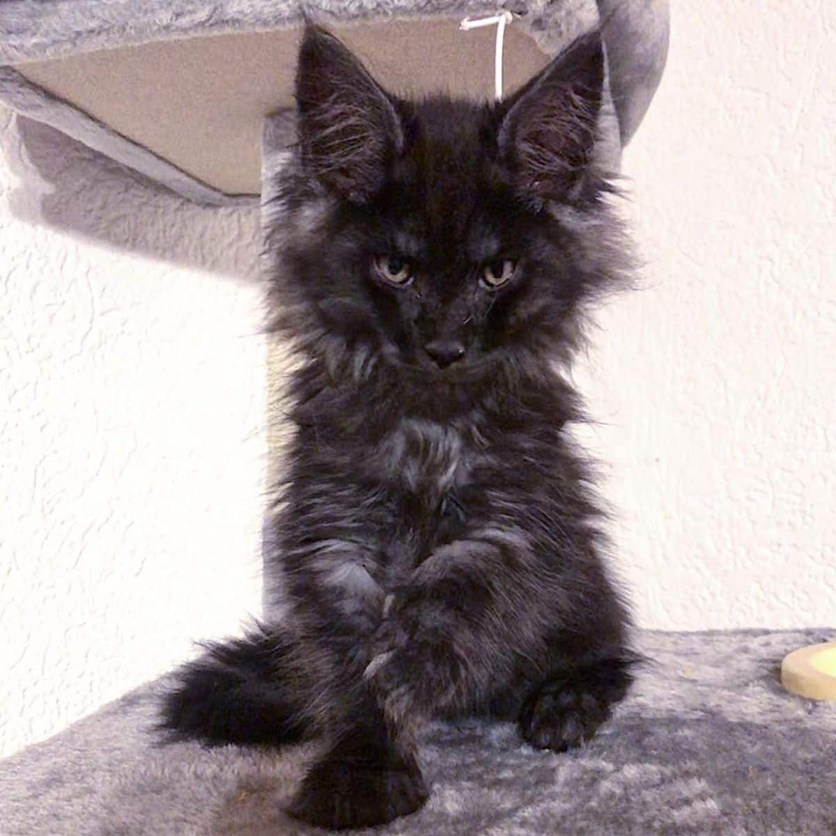 An adorable black maine coon kitten sitting on a cat tree.