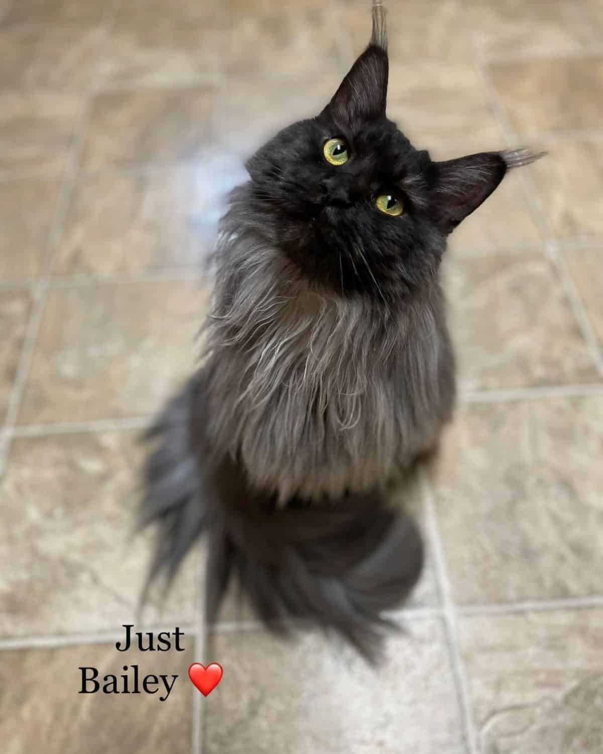 A fluffy black smoke maine coon sitting on a floor.