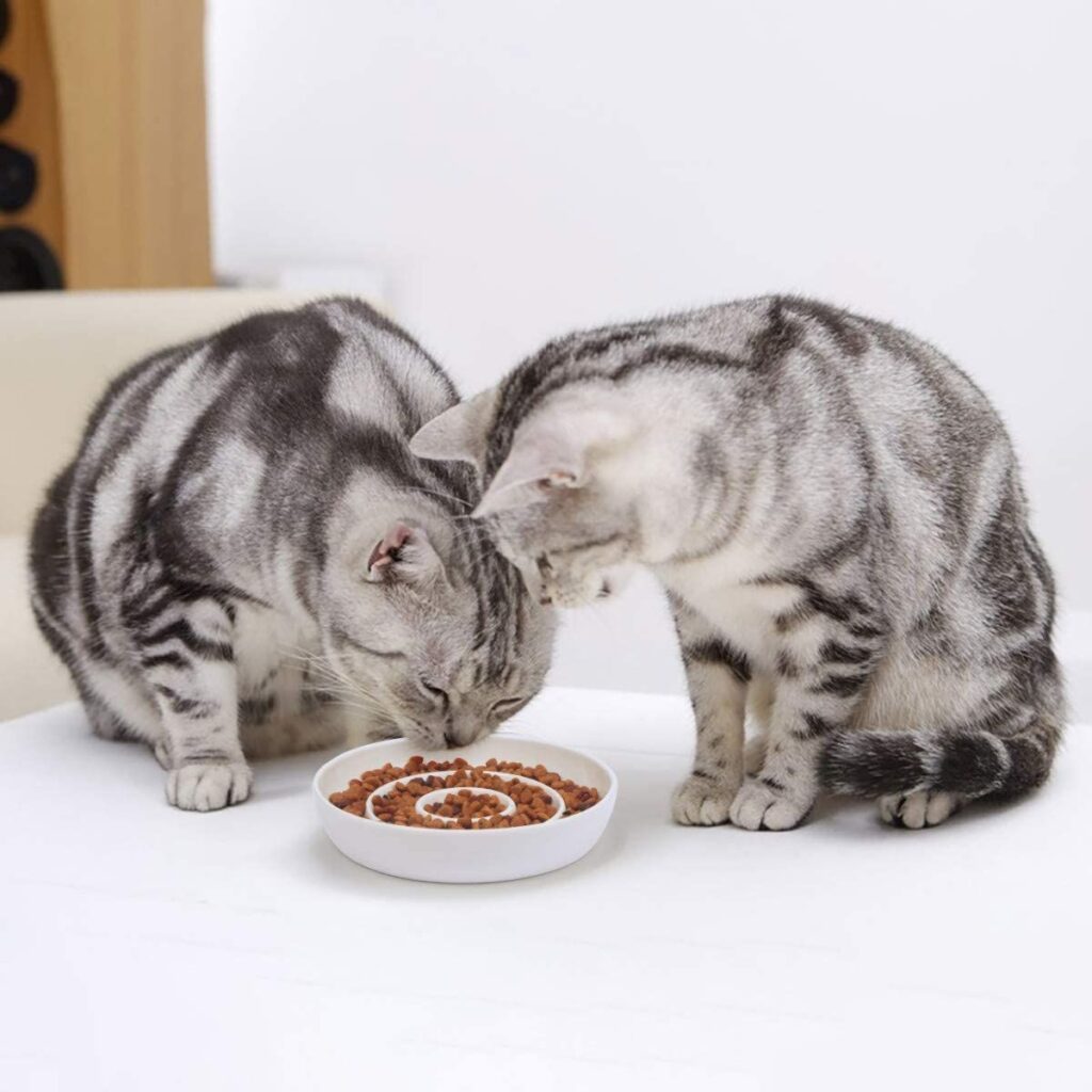 The 7 Best Slow Feeders For Cats (According To Pet Experts)