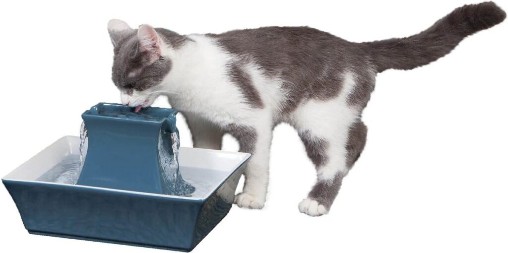 8 Best Water Fountains for Cats (+ Why They're Important)