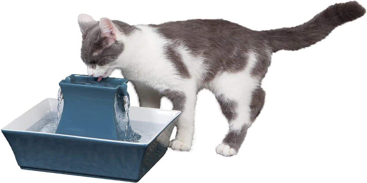 DRINKWELL cat water fountain.