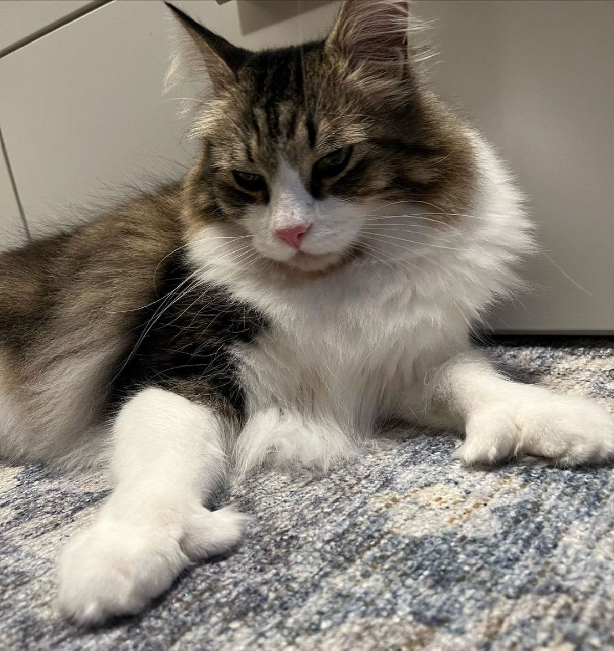 An adorable fluffy maine coon with extra toes lying on a carpet.