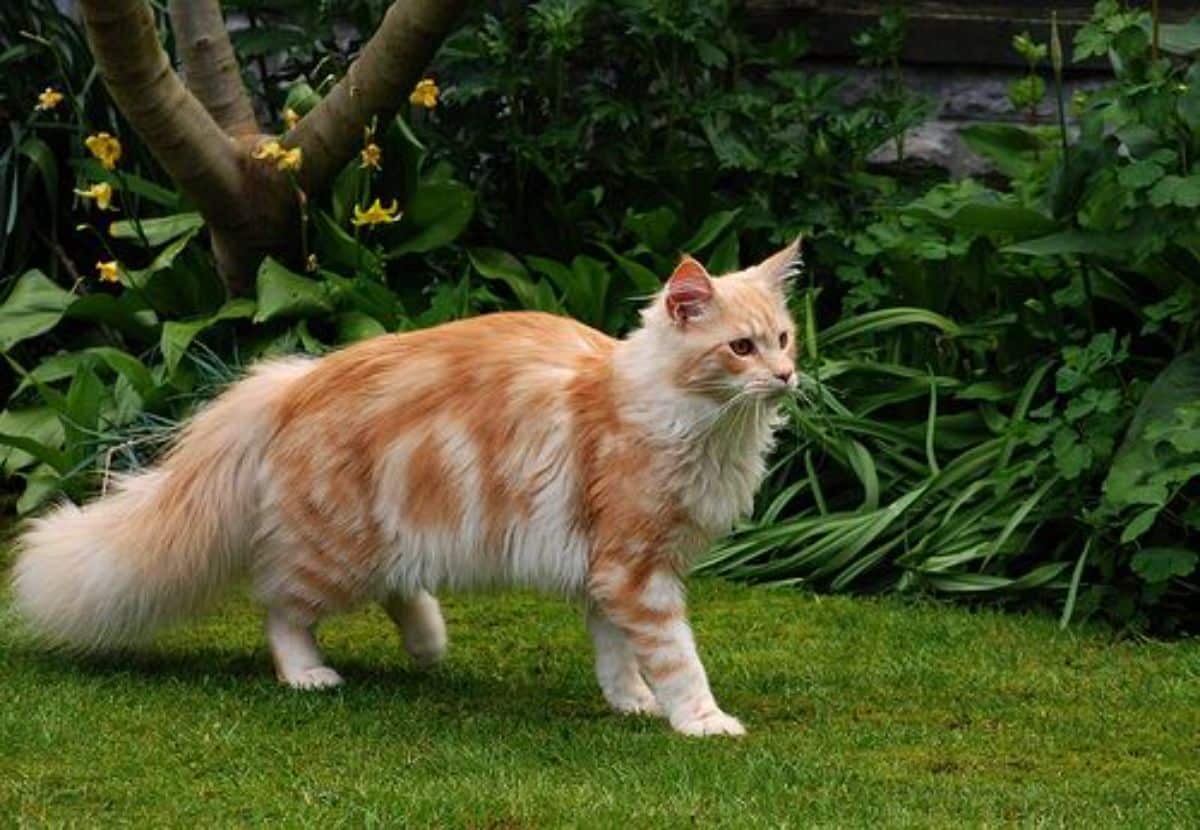 A fluffy ginger maine coon standing on green grass.