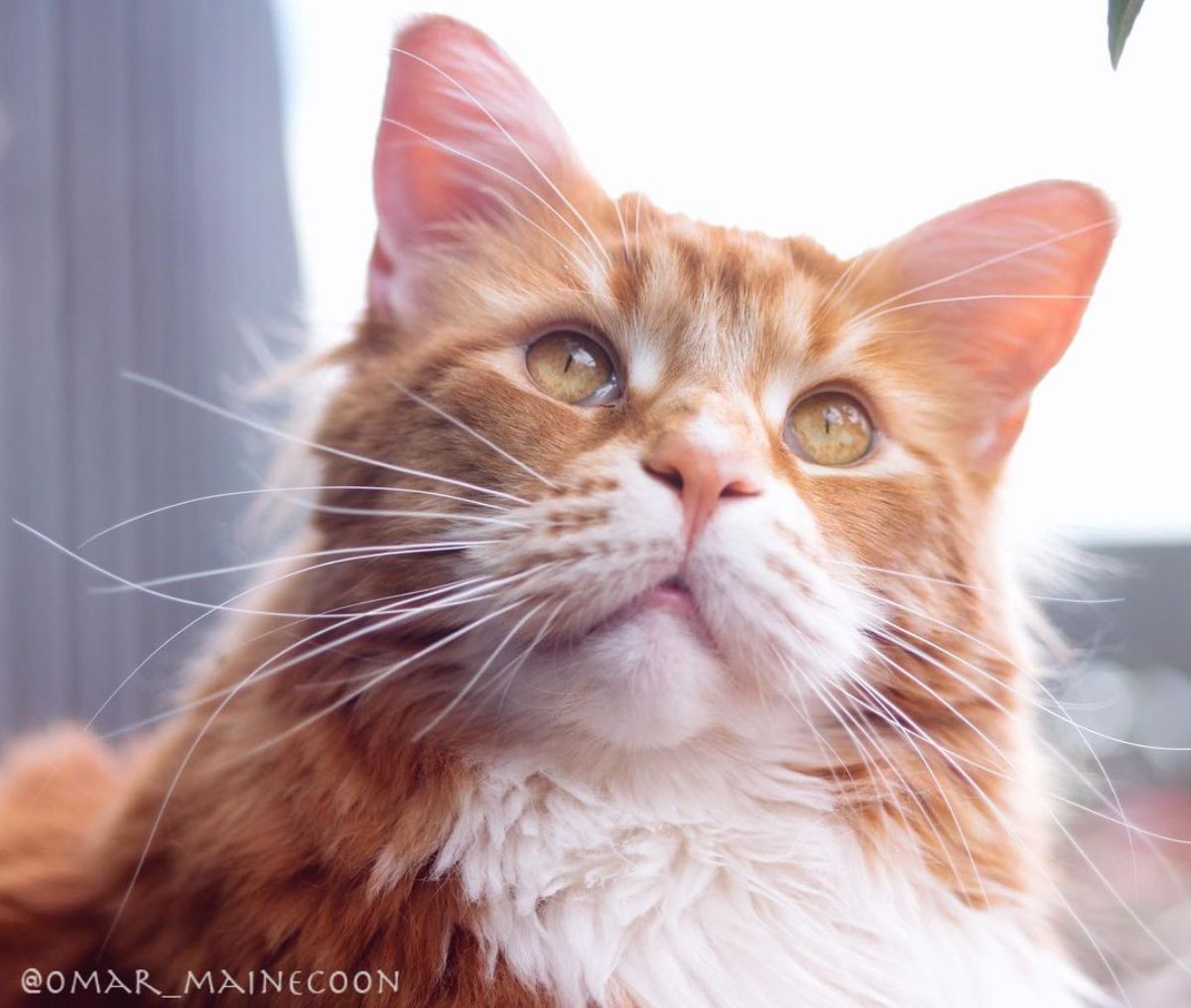 A close-up of a ginger maine coon kitten face.