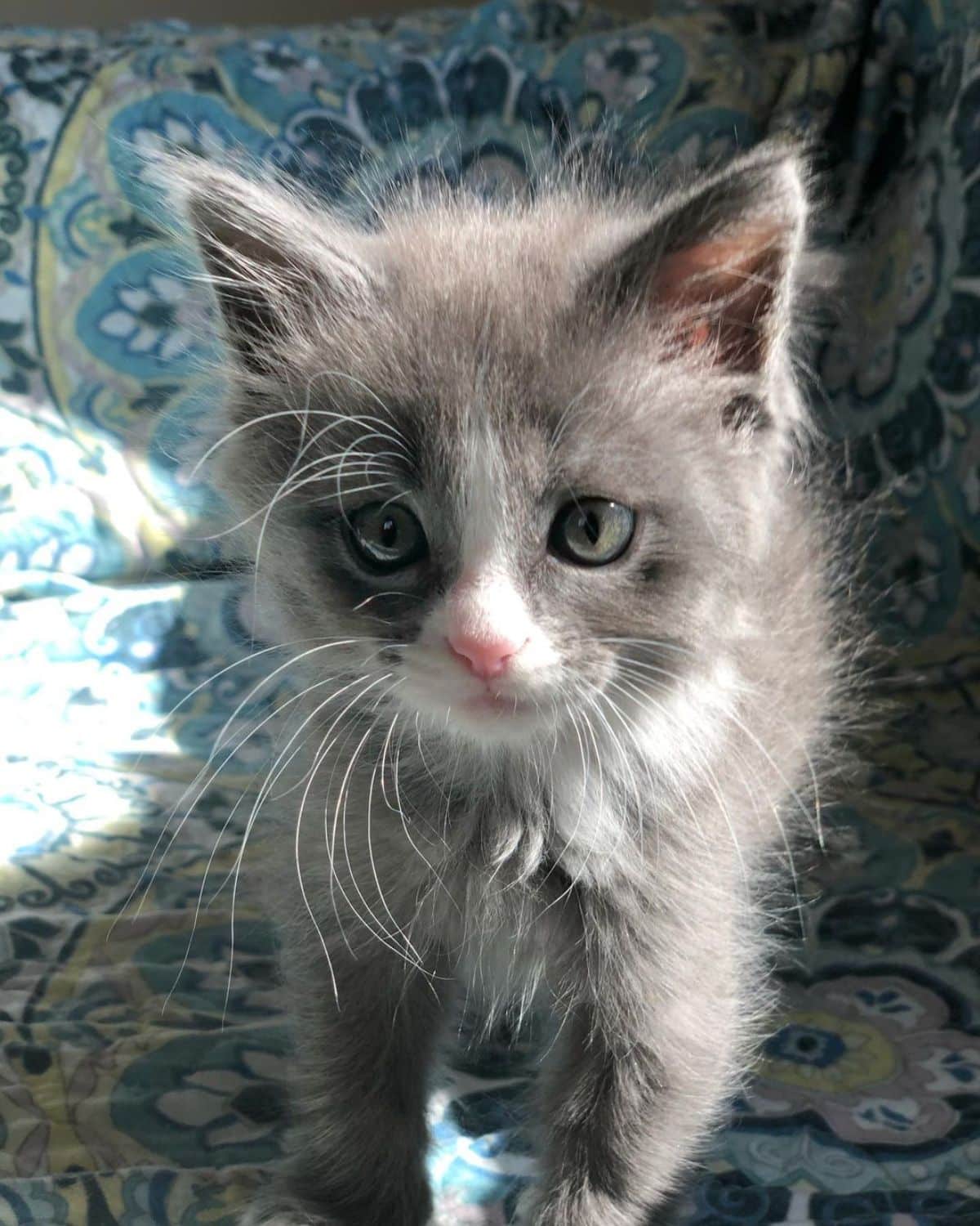 An adorable gray-whte maine coon kitten on a couch.