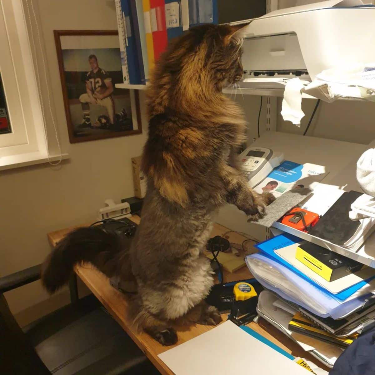 A tabby maine coon with a lion cut standing on a desk.