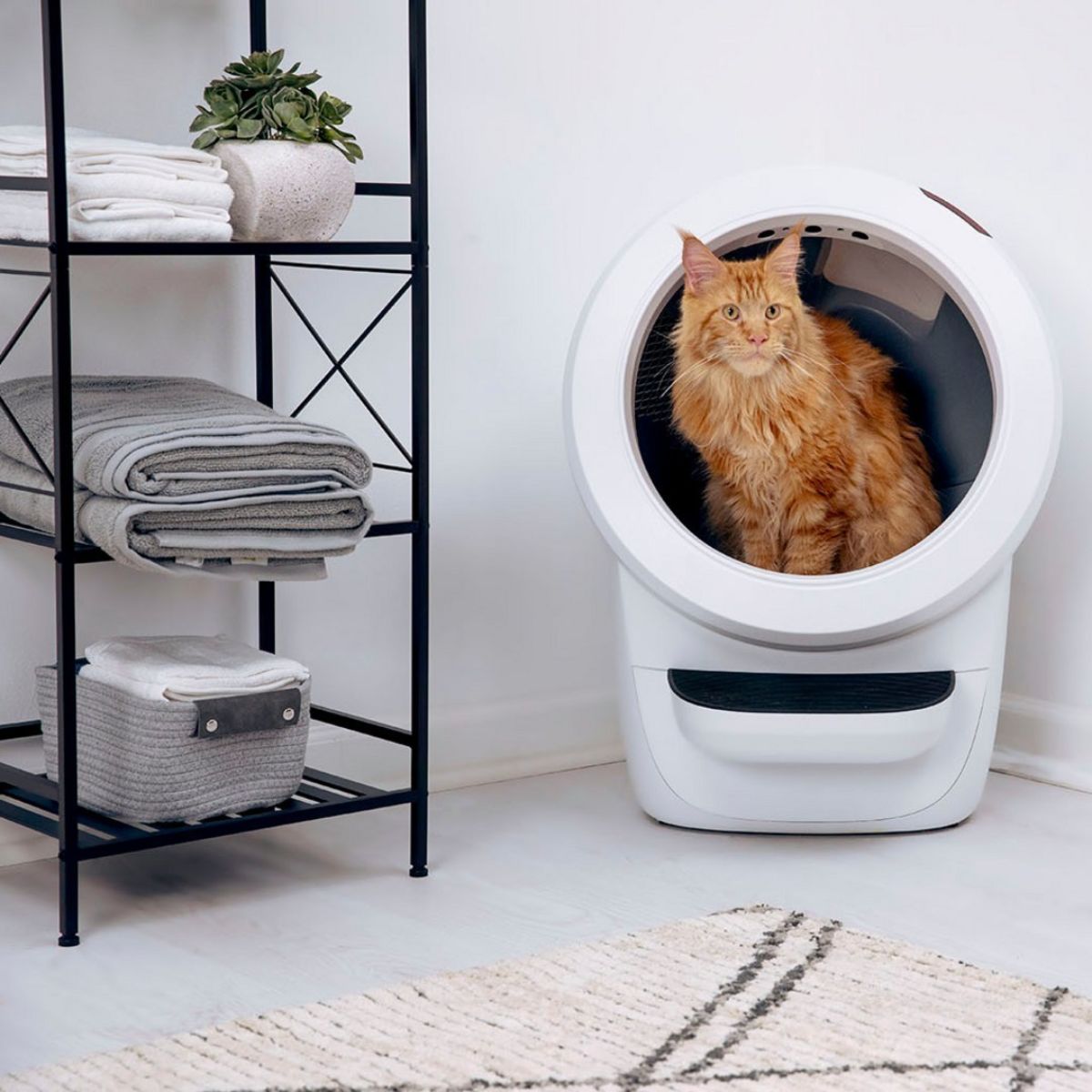 A ginger maine coon using a litter robot.