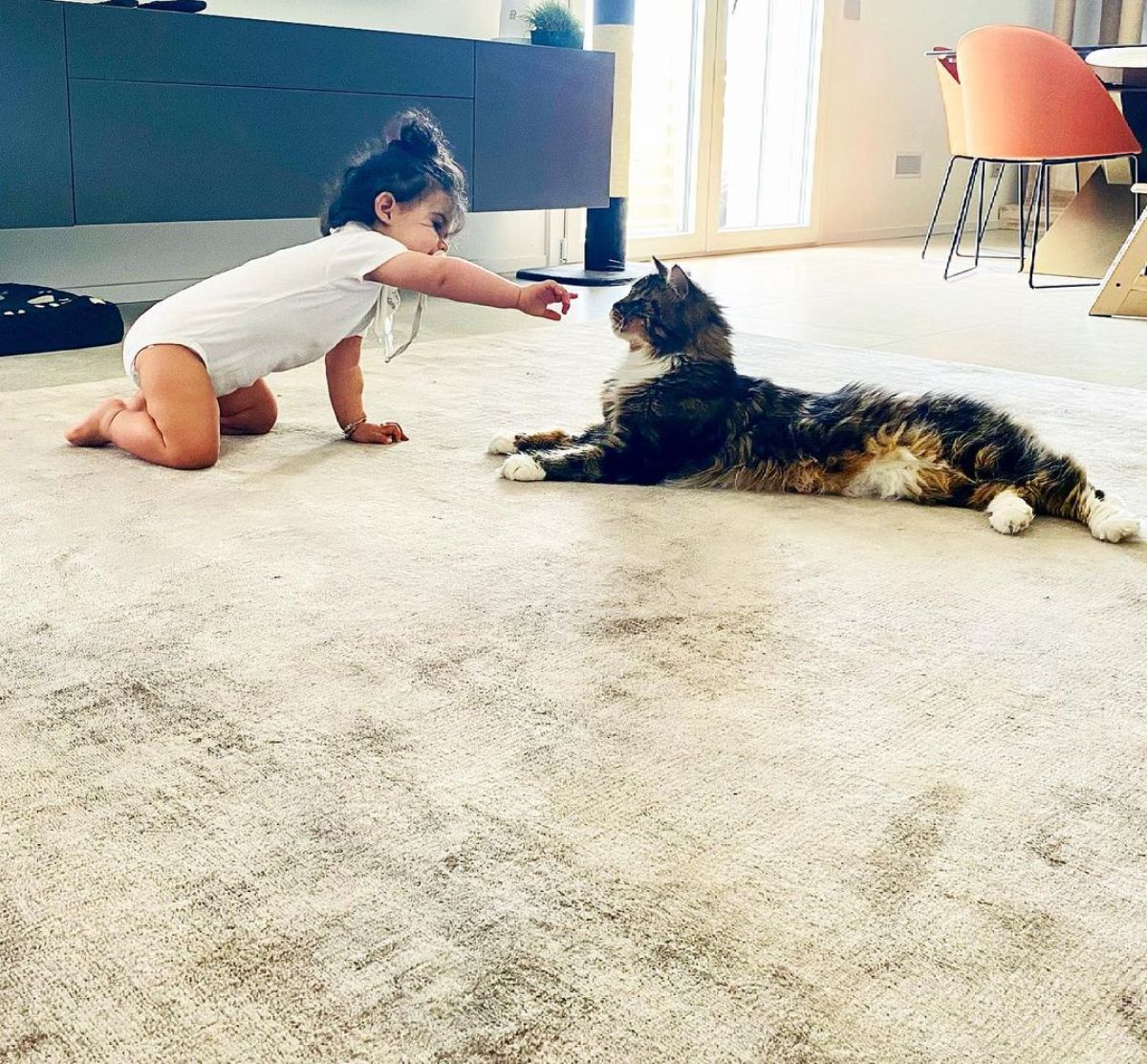 A young girl playing with a tabby maine coon on a floor.