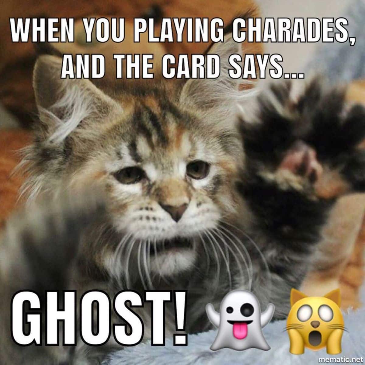 A maine coon meme.