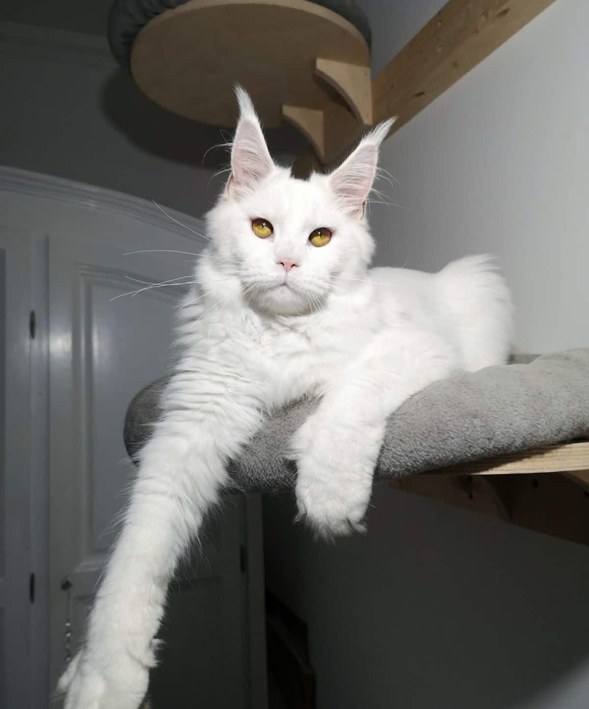 A beautiful white maine coon lying on a cat bed with hanging paws.