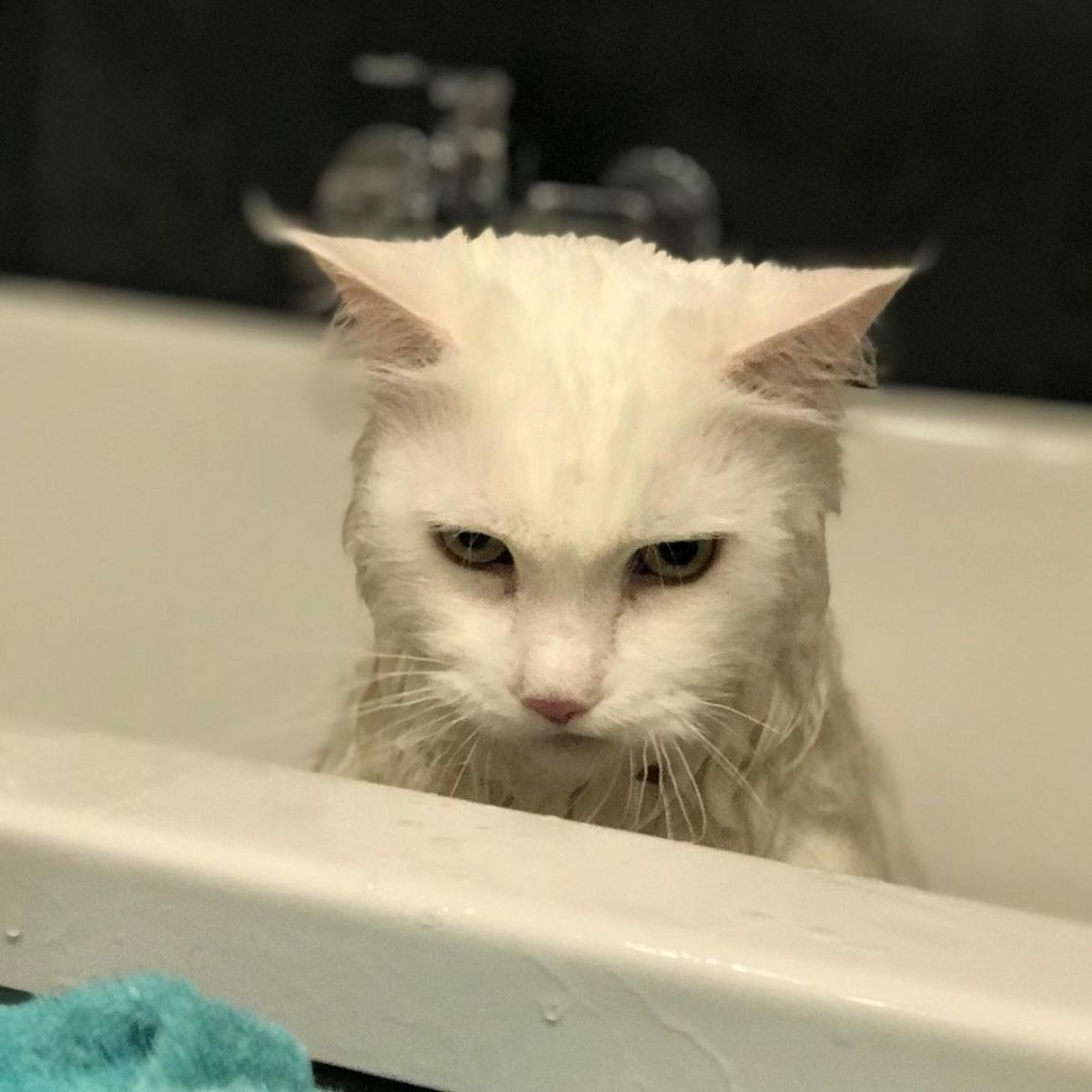 A white maine coon taking a bath.
