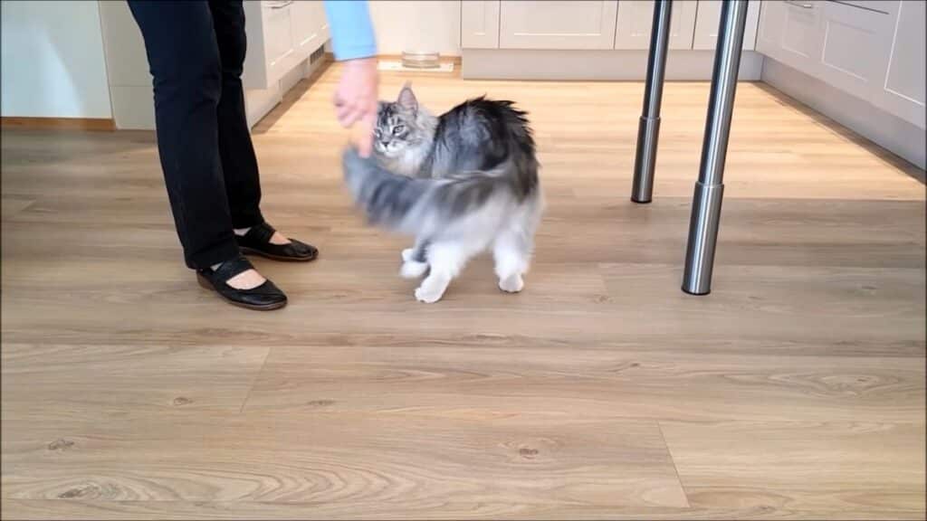 This Cute Maine Coon Cat Is Showing 8 Tricks