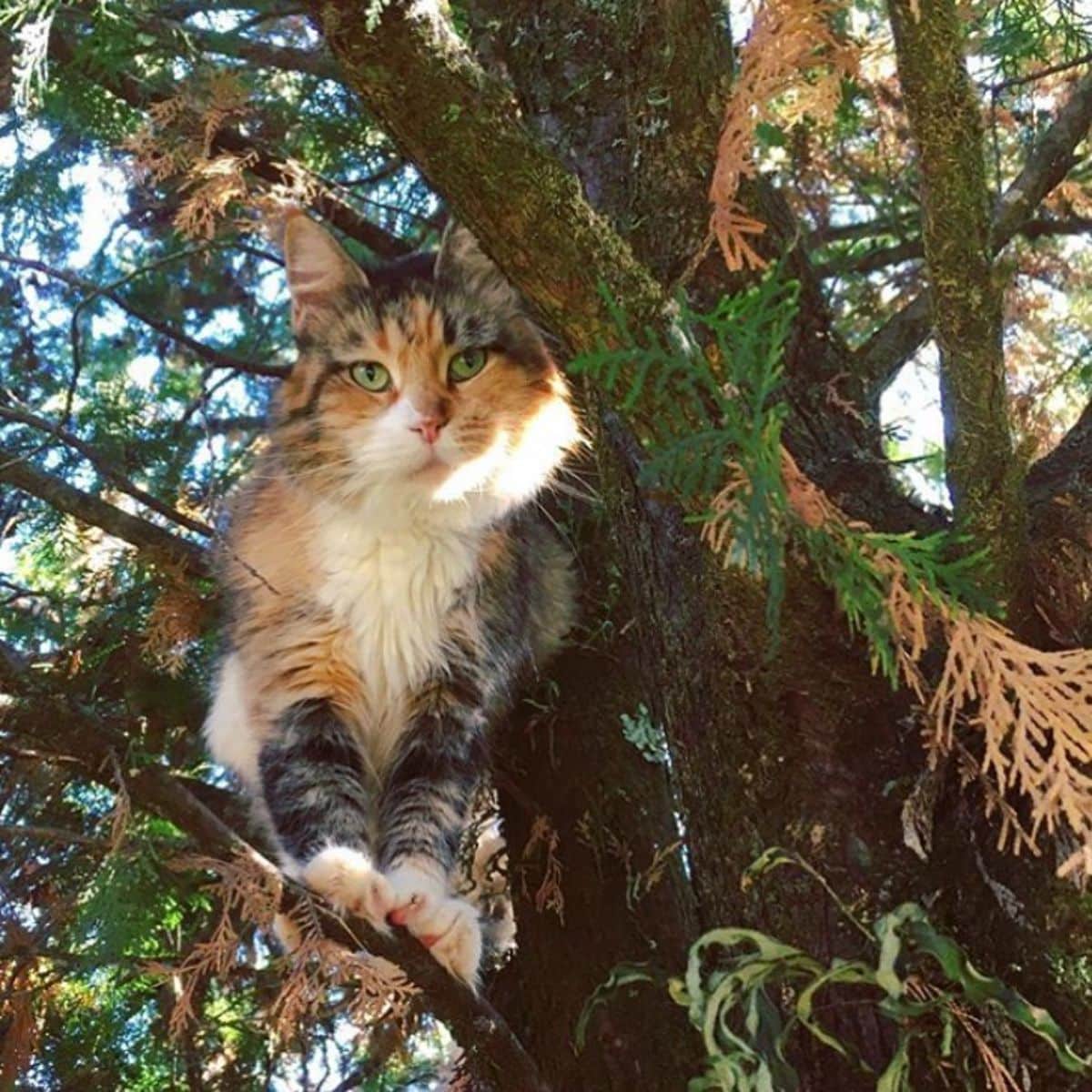 A fluffy calico maine coon sitting on a tree.