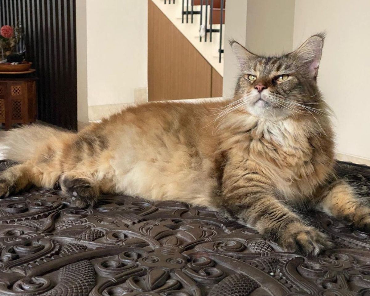 An adorable tabby maine coon with a mean face lying on a bed.