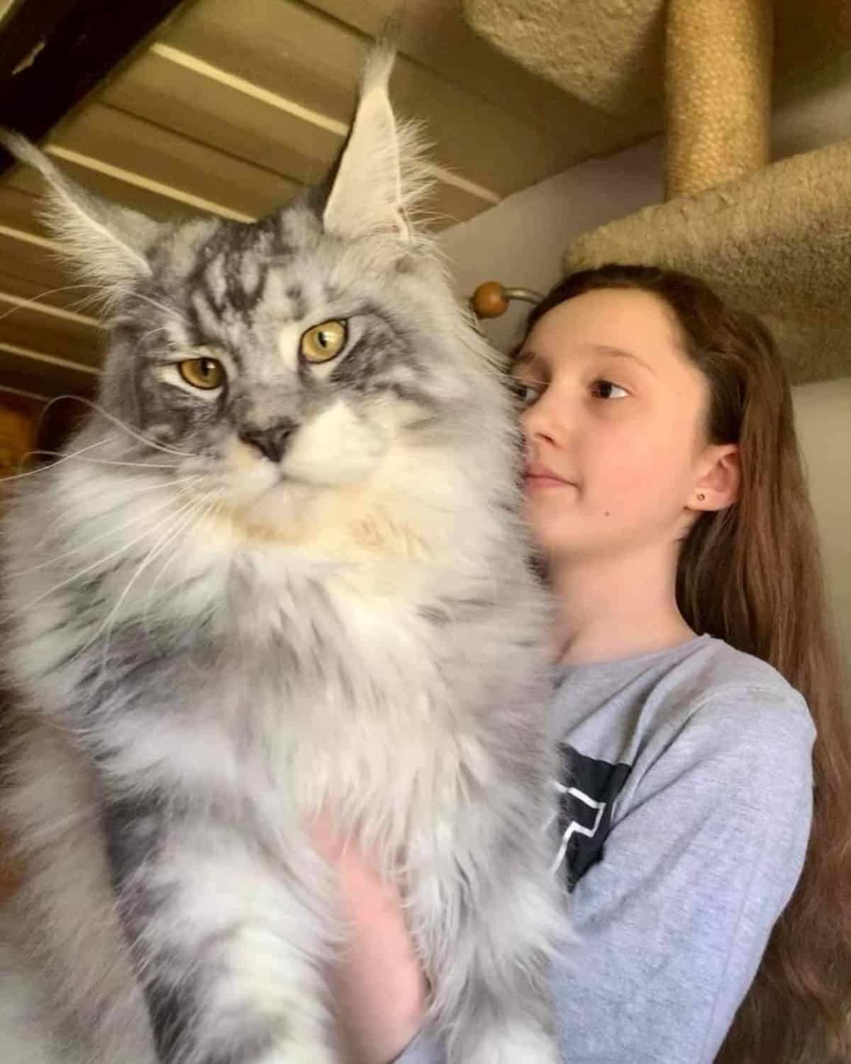 A young girl holding a huge silver maine coon.
