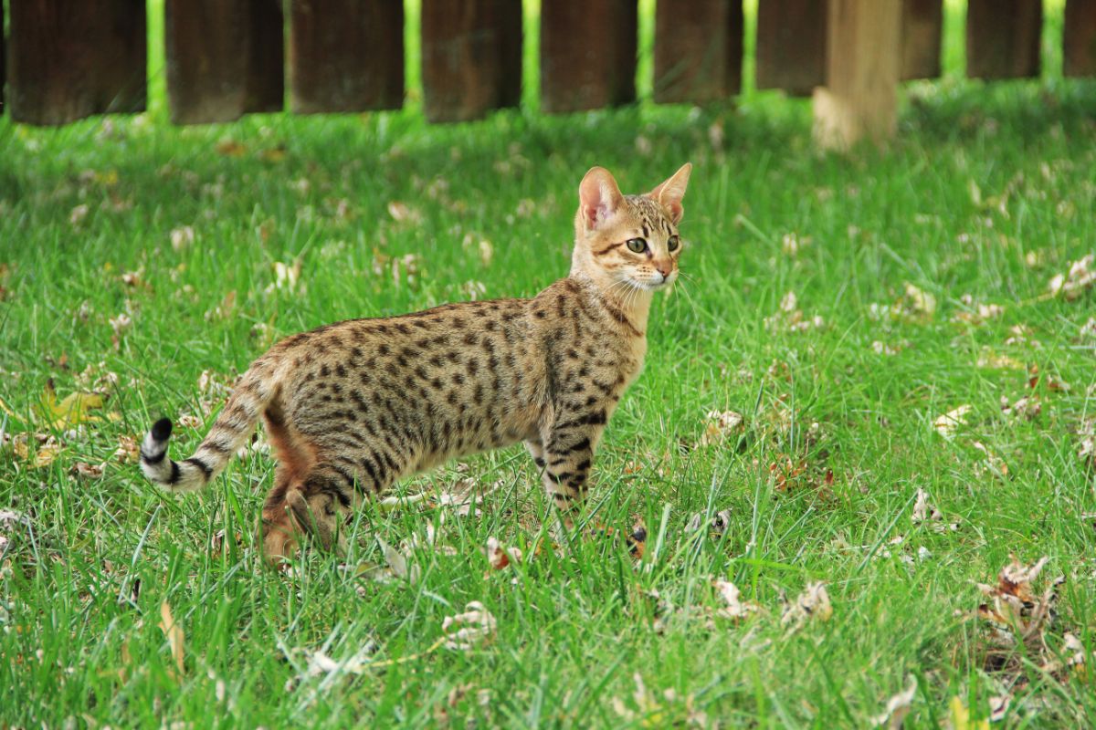 An adorable Savannah cat standing on green grass in a backyard.