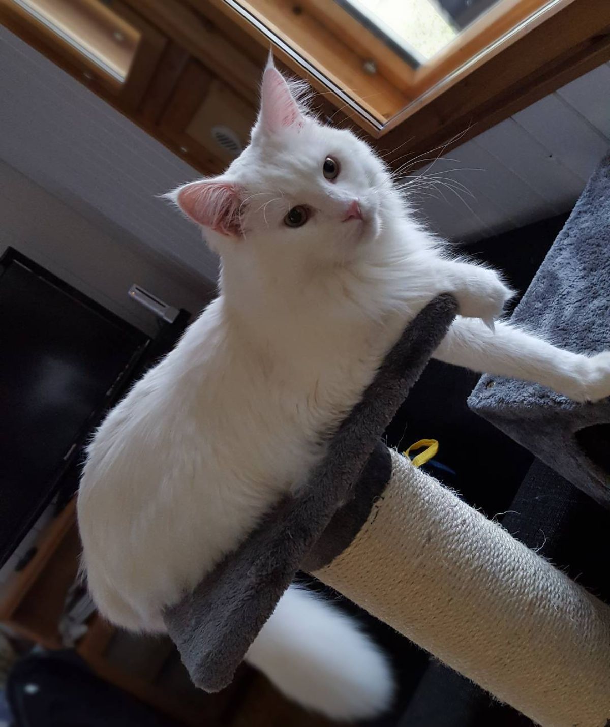 A beautiful white maine coon lying on a cat tree with paws hanging out.