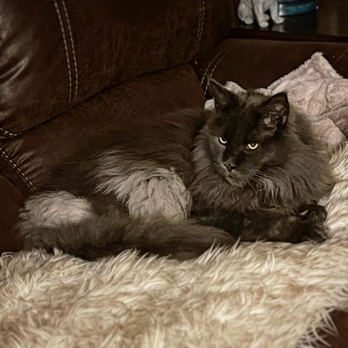 A beautiful black maine coon lying on a white fur on a leather couch.