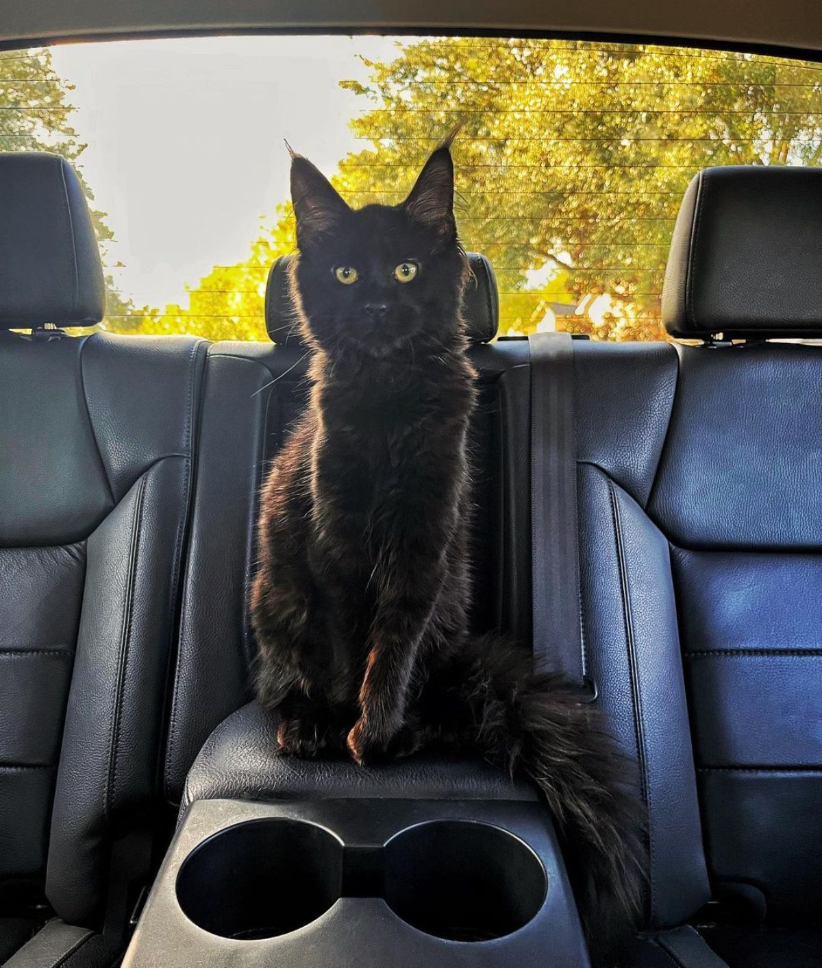 A beautiful black maine coon kitten sitting in a car.