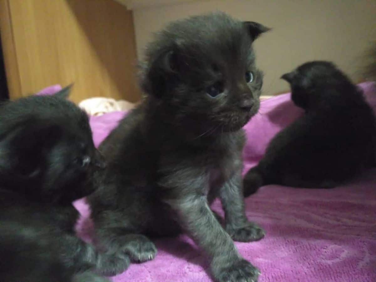 Three cute black maine coon kittens relaxing in a cat bed.