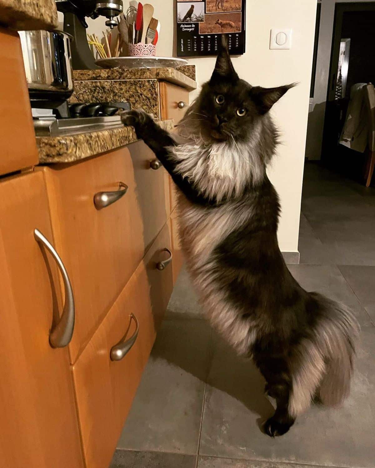 A fluffy black smoke maine coon reaching his paws on a countertop.