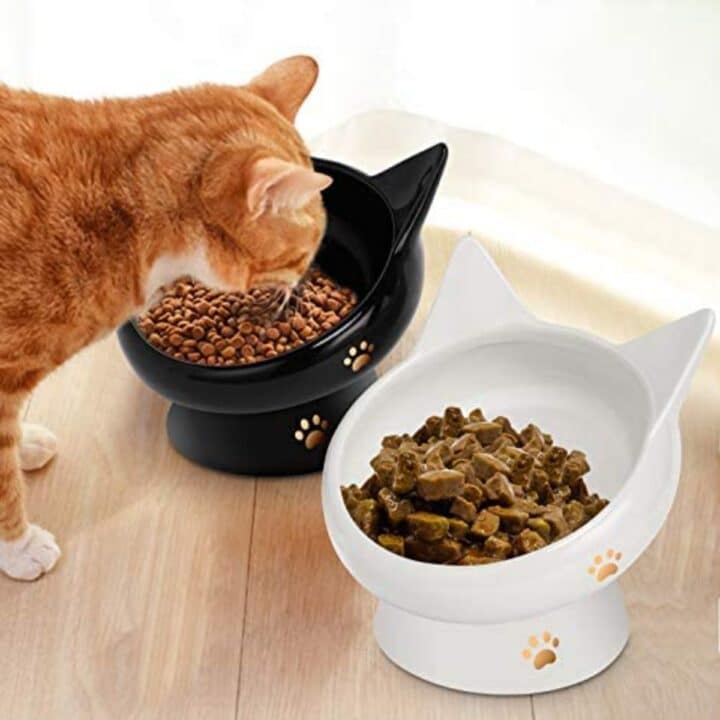 7 Best Food Bowls for Cats (For Messy Eaters)