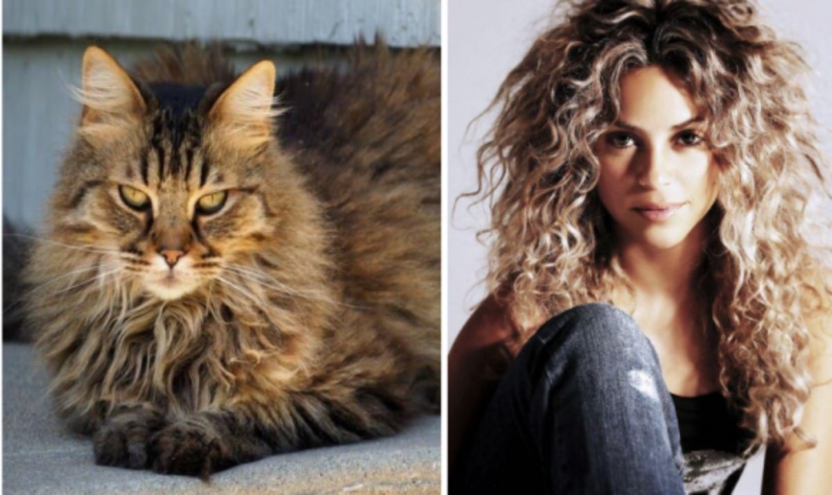 Image of a tabby maine coon and image of Shakira.
