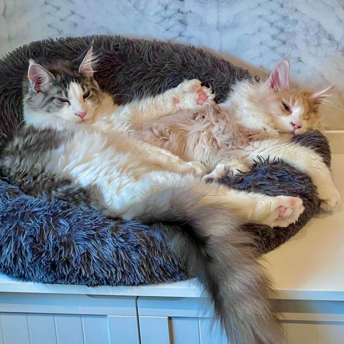 Two fluffy maine coons with extra toes lying in a cat bed.