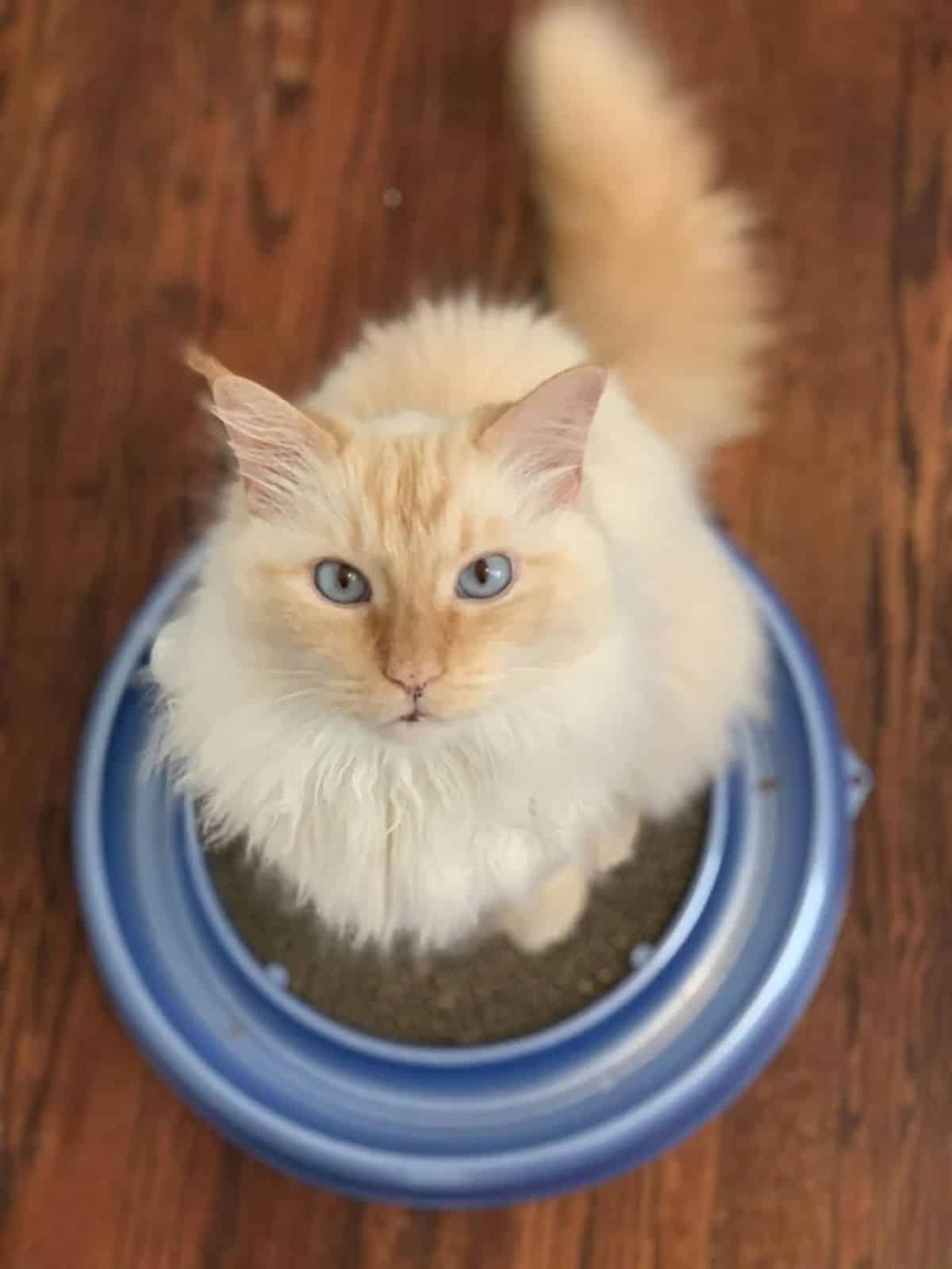 A cream fluffy maine coon siamese mix looking into a camera.