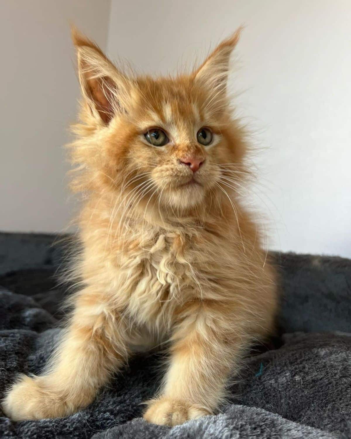 A fluffy ginger maine coon kitten lying on a cat bed.