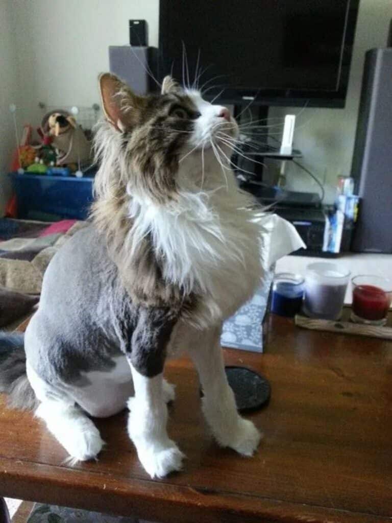 11 Adorable Maine Coon Cats with Lion Cuts (with Photos)