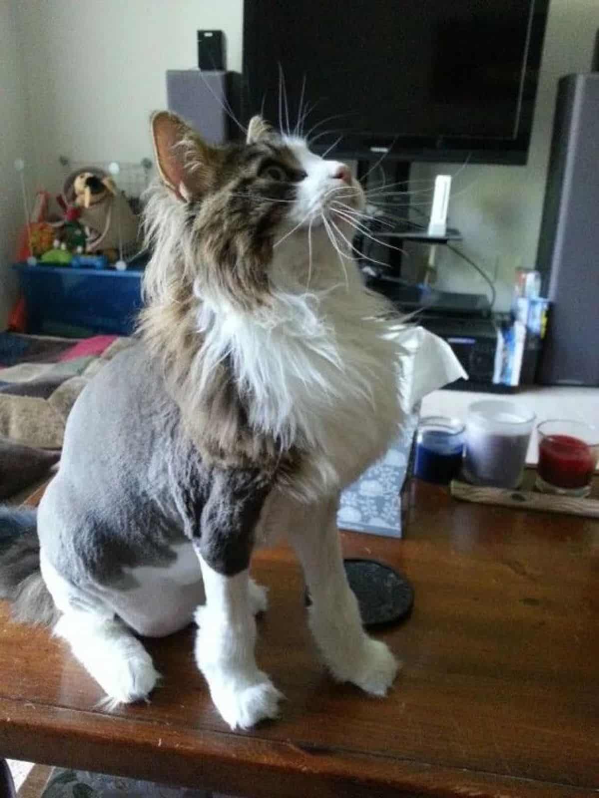 A tabby maine coon with a lion cut sitting on a table.